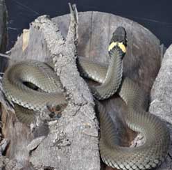 ������� �� ���������